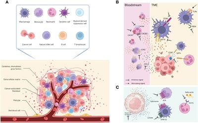 Targeting the Tumor Microenvironment: A Close Up of Tumor-Associated Macrophages and Neutrophils